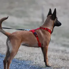 Pies rasy malinois w czerwonych szelkach, gotowy na spacer. Dowiedz się, jak ubrać szelki psu, by zapewnić mu komfort i bezpieczeństwo.