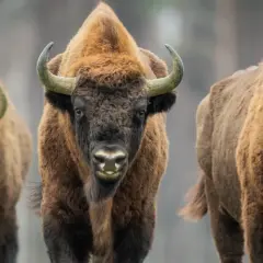 W którym roku powstał Białowieski Park Narodowy? Odkryj jego historię