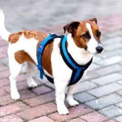 Mały piesek w niebieskich szelkach, gotowy na spacer. Dowiedz się, jak założyć szelki małemu psu, by zapewnić mu komfort i bezpieczeństwo.