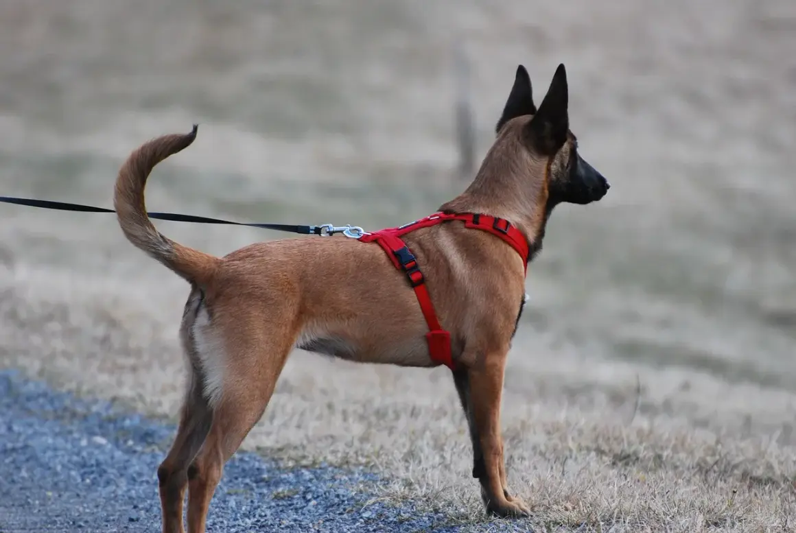 Pies rasy malinois w czerwonych szelkach, gotowy na spacer. Dowiedz się, jak ubrać szelki psu, by zapewnić mu komfort i bezpieczeństwo.