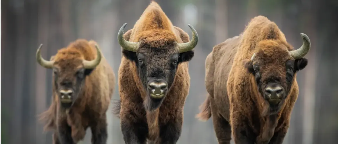 W którym roku powstał Białowieski Park Narodowy? Odkryj jego historię