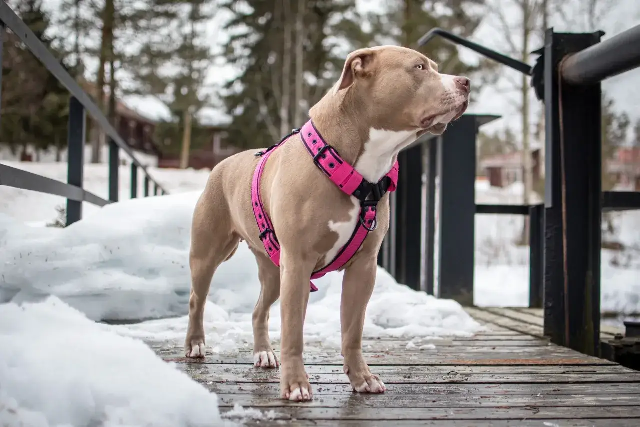 Pies rasy pitbull w różowych szelkach, gotowy na spacer. Dowiedz się, jak ubrać szelki psu, by zapewnić mu komfort i bezpieczeństwo.